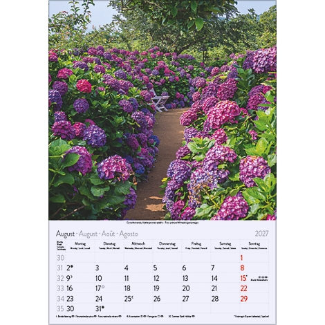 Un chemin à travers un jardin d'hortensias violets luxuriants. Un calendrier avec août 2027 en bas à droite.