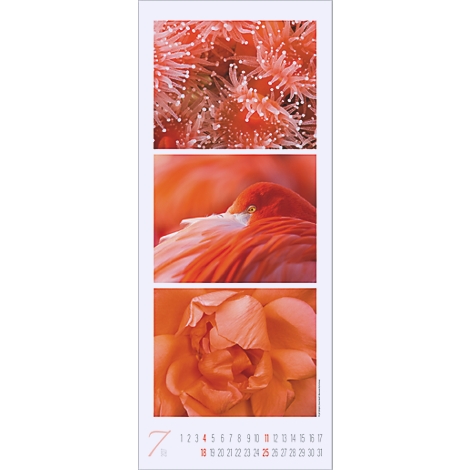 Calendrier de juillet : Corail en haut, flamant rose au milieu, rose en bas. Calendrier en bas.