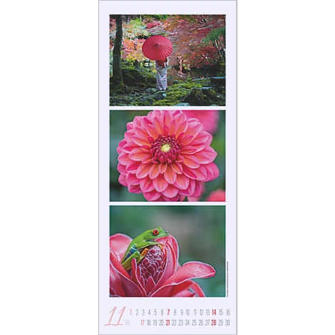 Page de calendrier avec trois images : femme avec parapluie rouge, dahlia rose, grenouille verte en fleur.