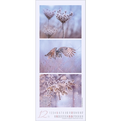 Calendrier avec trois clichés nature, fleur en haut, hibou en vol au centre, branche en bas. Mois 12 et date.