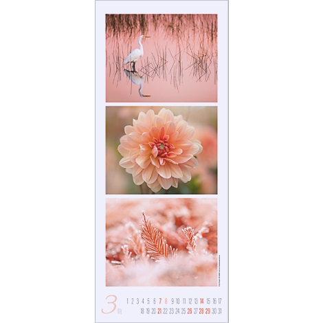 Calendrier avec des images roses : héron dans l'eau, pivoine, plumes ; en dessous, calendrier de mars.