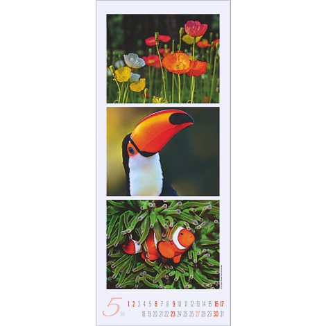 Calendrier avec des fleurs colorées, un toucan et un poisson-clown dans un récif d'anémones. Le mois de mai est affiché en bas.