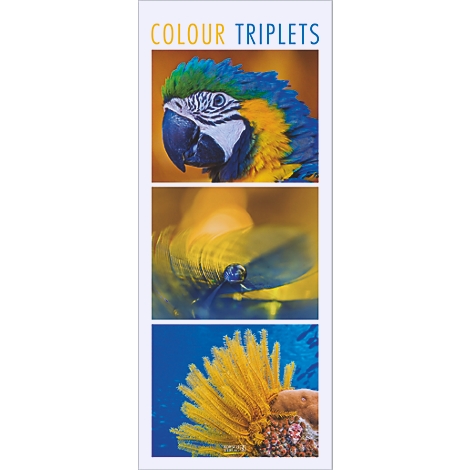 Image colorée avec un perroquet, présenté sous trois angles différents. Le texte "Colour Triplets" est visible en haut.