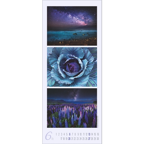 Calendrier de juin: ciel étoilé, choux bleus et prairie de fleurs violettes.