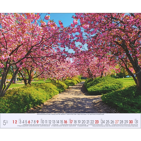 Des arbres roses en fleurs bordent un chemin dans un parc, menant à un ciel bleu ensoleillé. Un calendrier est représenté en bas.