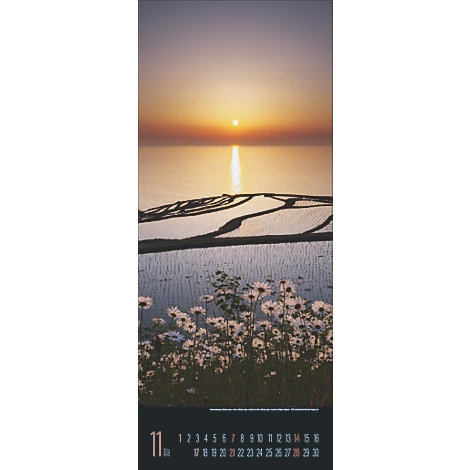 Coucher de soleil sur les rizières et les marguerites, page de calendrier de novembre.