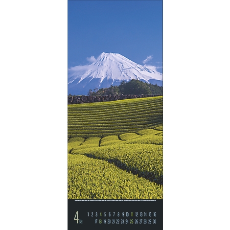 Plantation de thé vallonnée devant le mont Fuji enneigé sous un ciel bleu. La page de calendrier indique le mois d'avril.
