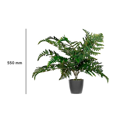 Grüne Farnpflanze in einem schwarzen Topf, 550 mm groß. Weißer Hintergrund.