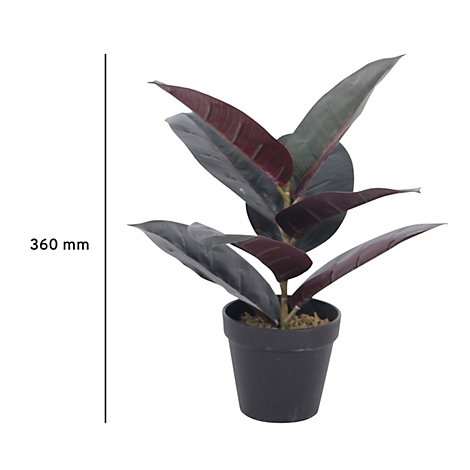 Topfplanze mit dunkelroten und grünen Blättern in einem schwarzen Topf. Auf der linken Seite befindet sich eine Messlinie.