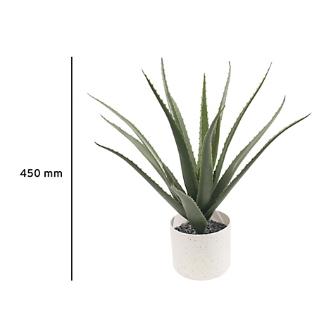 Een aloë vera plant in een witte pot, 450 mm hoog.