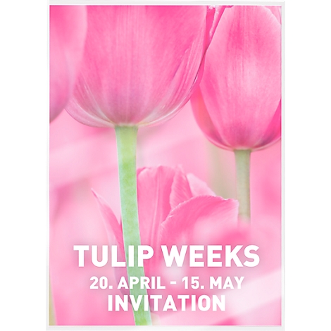 Close-up of pink tulips. The bottom of the image says in white letters: "Tulip Weeks, April 20 - May 15, Invitation."