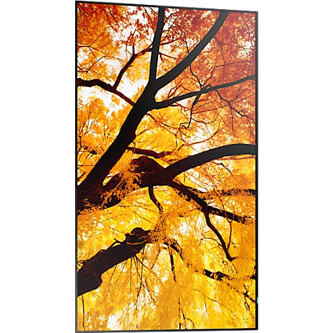 Gros plan de branches d'arbres avec des feuilles orange sur un fond clair.