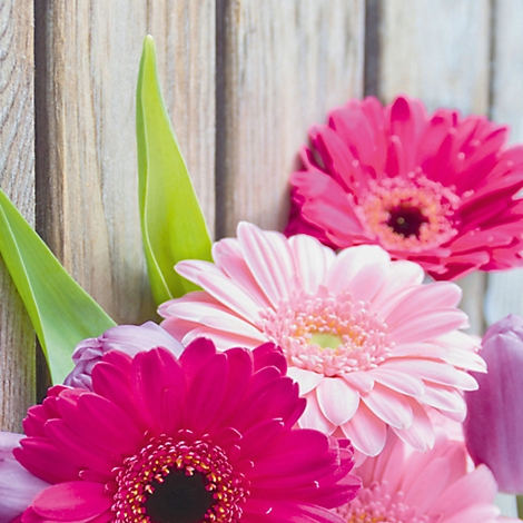 Close-up of pink and magenta gerbera flowers against wooden boards. The leaves are green.