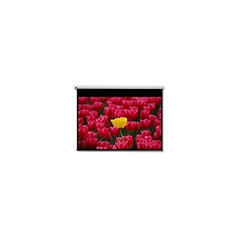 Projektionsleinwand zeigt Nahaufnahme von roten Tulpen mit einer gelben Blüte.
