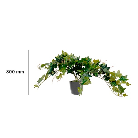 Plante de lierre artificielle dans un pot noir, avec un fond blanc. La plante a un diamètre de 800 mm.