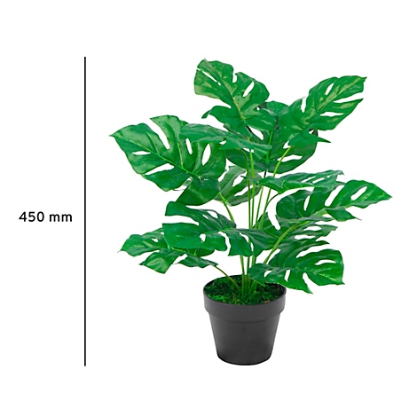 Une plante de monstera dans un pot noir. Sur le côté gauche, il y a une ligne de mesure avec l'indication 450 mm.