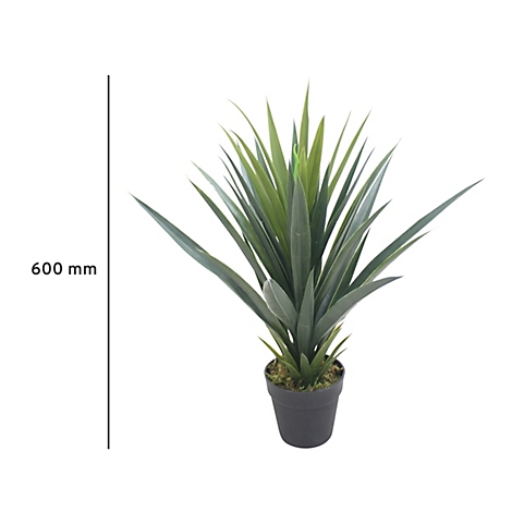 Plante en pot avec des feuilles vertes pointues et un pot noir. Sur le côté gauche se trouve une ligne de mesure avec l'indication 600 mm.