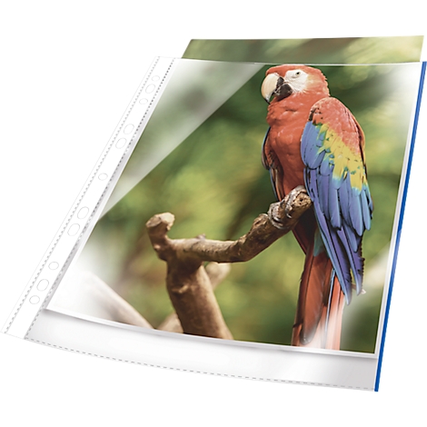 Ara rouge sur une branche dans une pochette transparente. L'arrière-plan est flou.