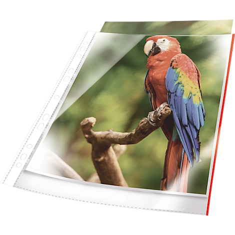 Un ara rouge est assis sur une branche, enfermé dans une pochette transparente.