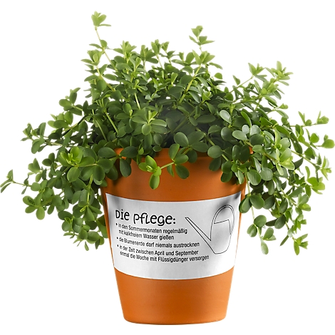 Kleine plant in een terracotta bloempot met verzorgingsinstructies op een sticker.