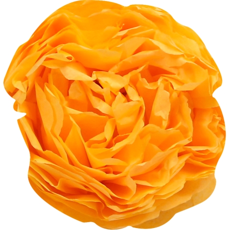Nahaufnahme einer orangefarbenen Ranunkelblüte, die sich von weissem Hintergrund abhebt.