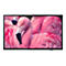 'Philips 32HFL4014 Professional PrimeSuite - 80 cm (32'') LCD-TV mit LED-Hintergrundbeleuchtung - HD - für Hotel/Gastgewerbe'