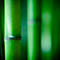 Close-up of green bamboo stalks, some out of focus.