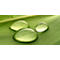 Close-up of three water drops on a green leaf. The drops are transparent and reflect light, the leaf has veins.