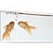 Two goldfish swimming in water, one looking at the other, above are air bubbles.