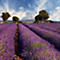 A field of lavender in full bloom under a blue sky with trees.