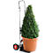 Potted plant with green foliage on a silver hand truck, against a white background.