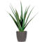 Aloe vera plant in a gray pot.