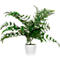Green fern plant in a white pot against a white background.