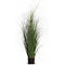 Ornamental grass in a black pot against a white background. The long, green blades are gracefully curved.