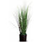 Green ornamental grasses in a pot, against a white background.