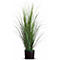 Tall, green ornamental grasses in a black pot against a white background. The blades are long and narrow.