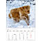 Bildkalender Korsch Tierkinder 2026, mit Tierbaby-Fotomotiven, B 235 x H 335 mm, Papier