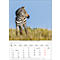 Bildkalender Korsch Tierkinder 2026, mit Tierbaby-Fotomotiven, B 235 x H 335 mm, Papier