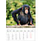 Bildkalender Korsch Tierkinder 2026, mit Tierbaby-Fotomotiven, B 235 x H 335 mm, Papier