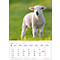 Bildkalender Korsch Tierkinder 2026, mit Tierbaby-Fotomotiven, B 235 x H 335 mm, Papier
