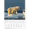 Bildkalender Korsch Tierkinder 2026, mit Tierbaby-Fotomotiven, B 235 x H 335 mm, Papier