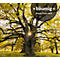 Calendrier illustré 'arborescent' Swiss Trees, L 490 x H 440 mm, format horizontal, calendrier DE/F/I/GB