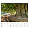 Calendrier illustré 'arborescent' Swiss Trees, L 490 x H 440 mm, format horizontal, calendrier DE/F/I/GB