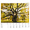 Calendrier illustré 'arborescent' Swiss Trees, L 490 x H 440 mm, format horizontal, calendrier DE/F/I/GB