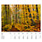 Calendrier illustré 'arborescent' Swiss Trees, L 490 x H 440 mm, format horizontal, calendrier DE/F/I/GB