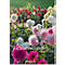 Calendrier illustré Korsch Magie des fleurs 2026, avec motifs photographiques, L 235 x H 335 mm, papier