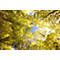 Looking up through tree canopies with yellow leaves, blue sky, sunlit.