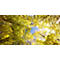 Deckensegel, Wald,1600x800 mm
