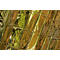 Close-up van een glanzende, gouden reddingsdeken met karakteristieke vouwpatronen en reflecties.