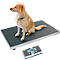 Labrador jaune sur une balance pour animaux grise, l'écran affiche 29,05 kg.